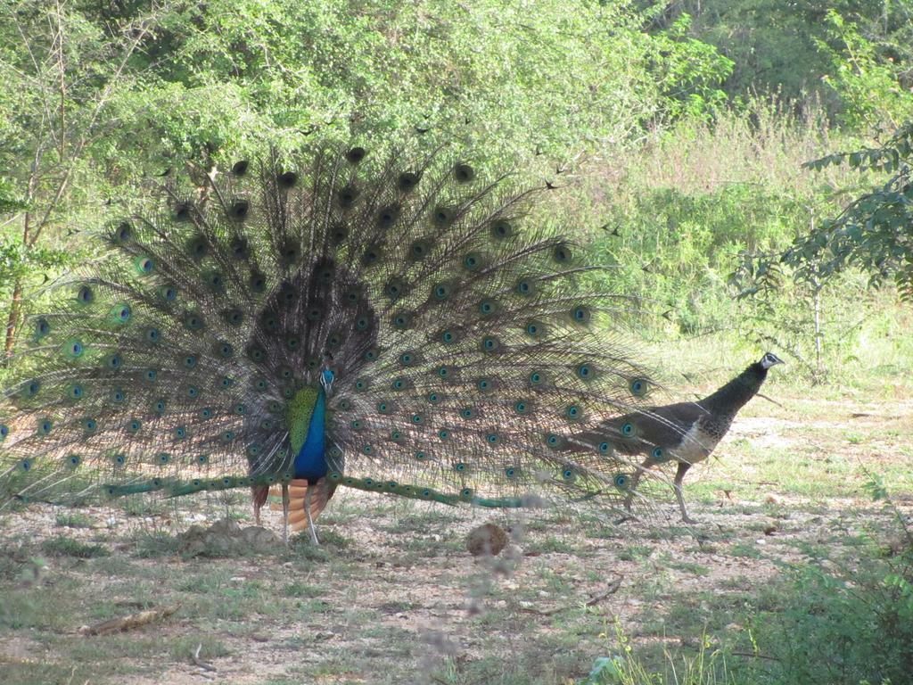 Отель Peacock Land Тангалла Экстерьер фото
